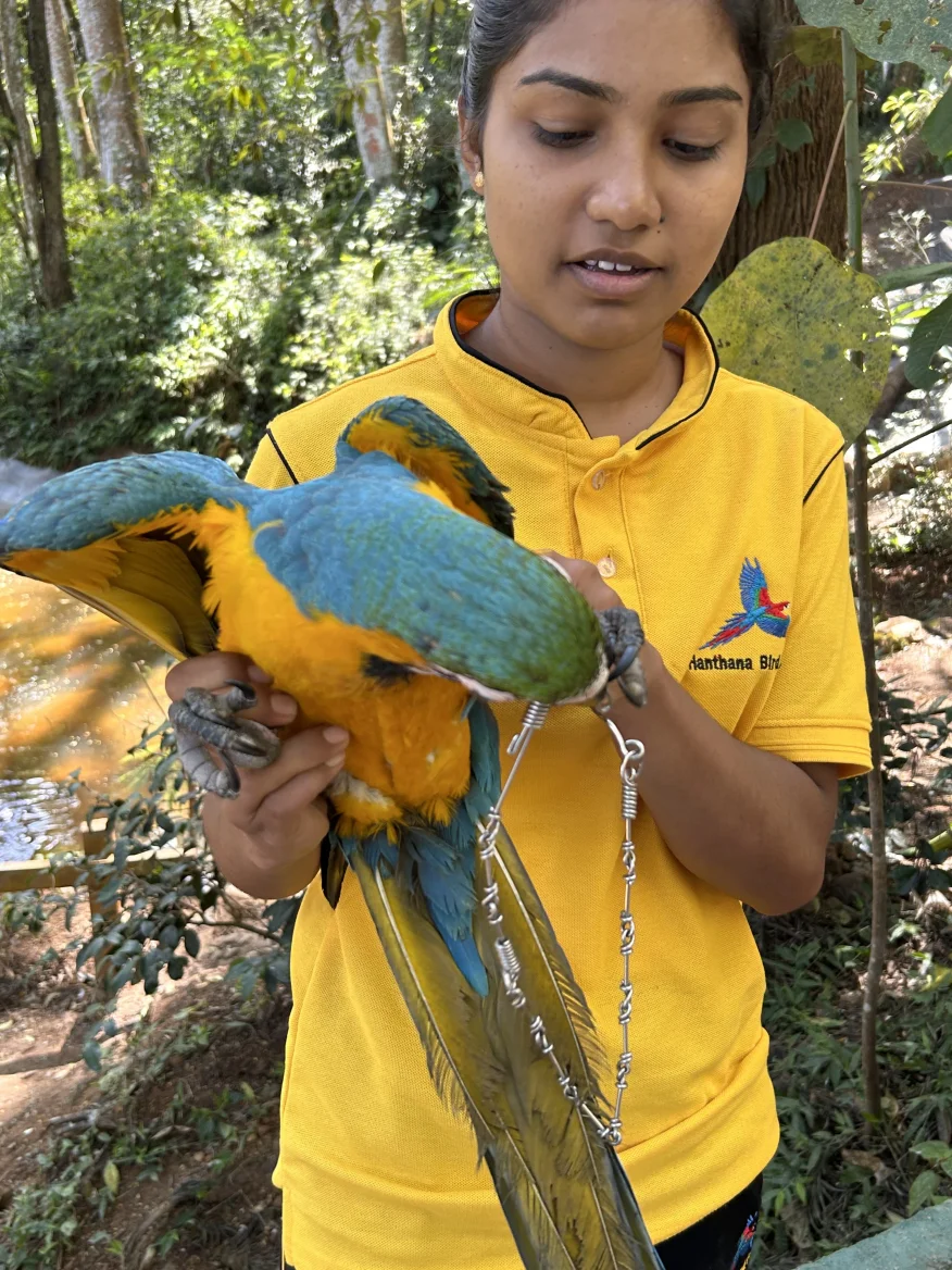 Sri Lankan endemic birds including Yellow-fronted Barbet at Hanthana Bird Park