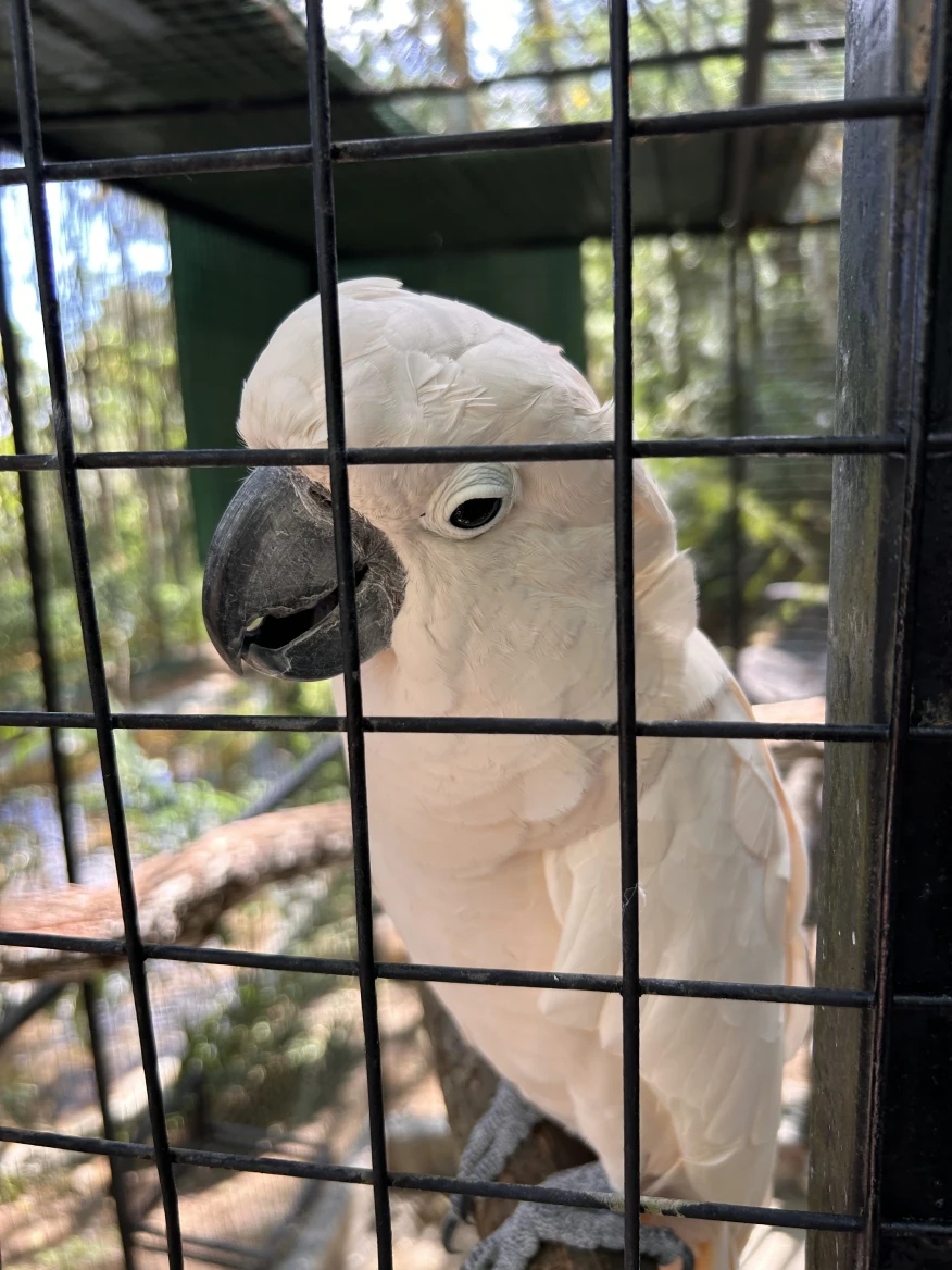 Exotic bird species and natural habitat at Hanthana International Bird Park Kandy
